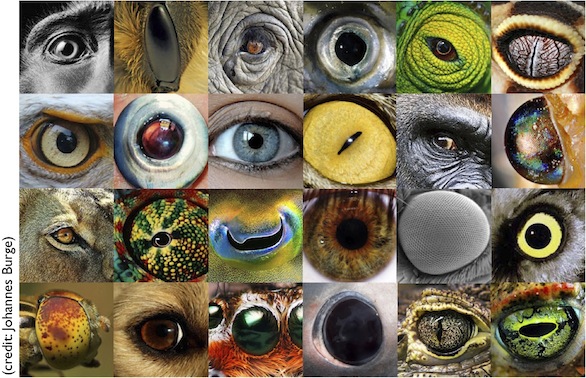 7th Grade Animal Eyes - Lessons - Blendspace